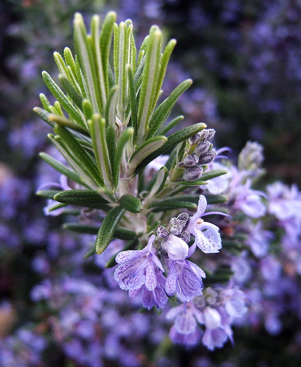 evergreen. lamiaceae. dew of the sea. burial rituals. deep, ancestral remembrance. grief work. courage through clarity. purifying protector. aromatic. nerve and heart tonic. blood-mover. life-giver. seaweed on the land. rosemary, rosmarinus officinalis, a thread.