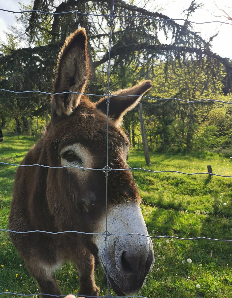 Enfin, la campâne ! 🍀🐞🌿🌼