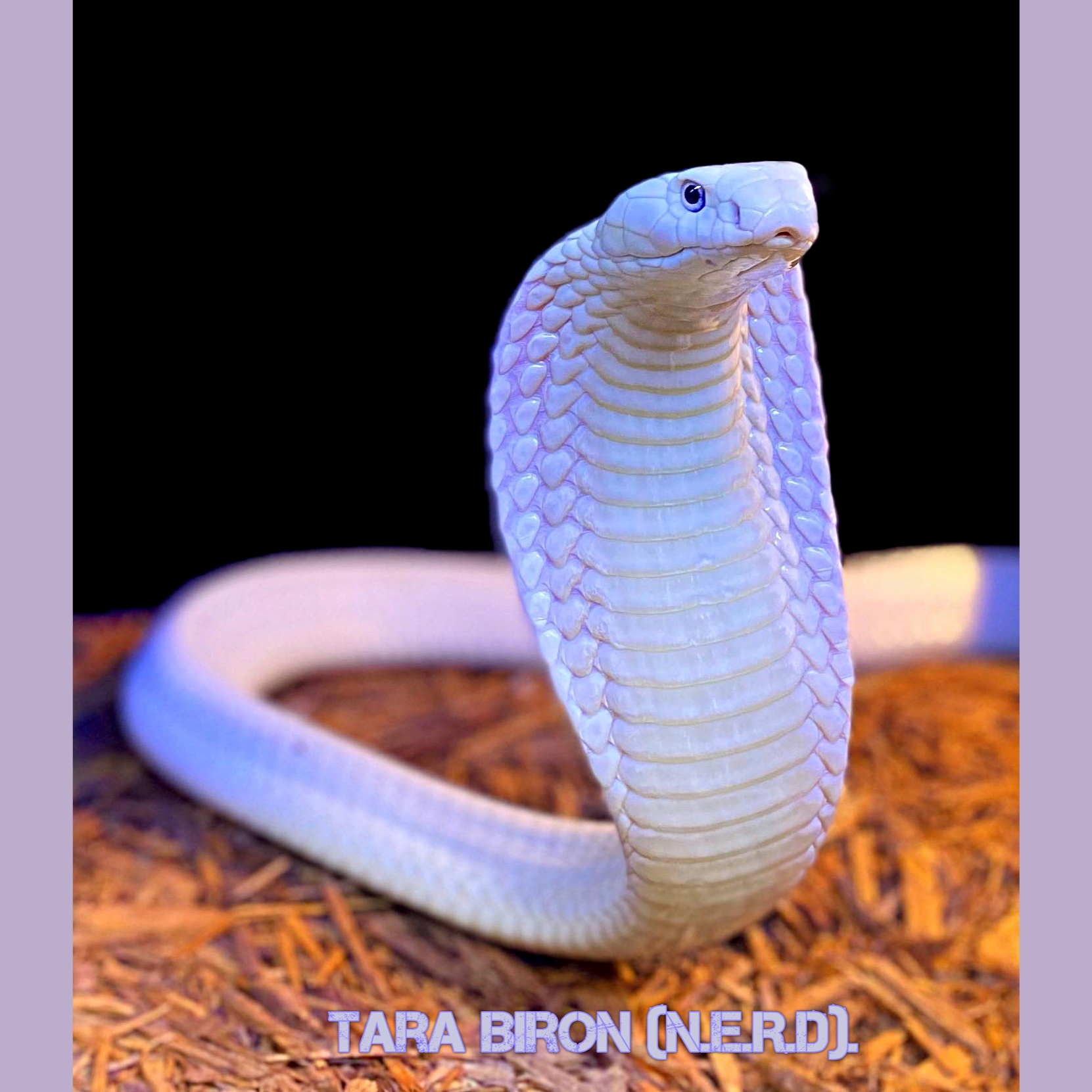 Blue Cobra Snake