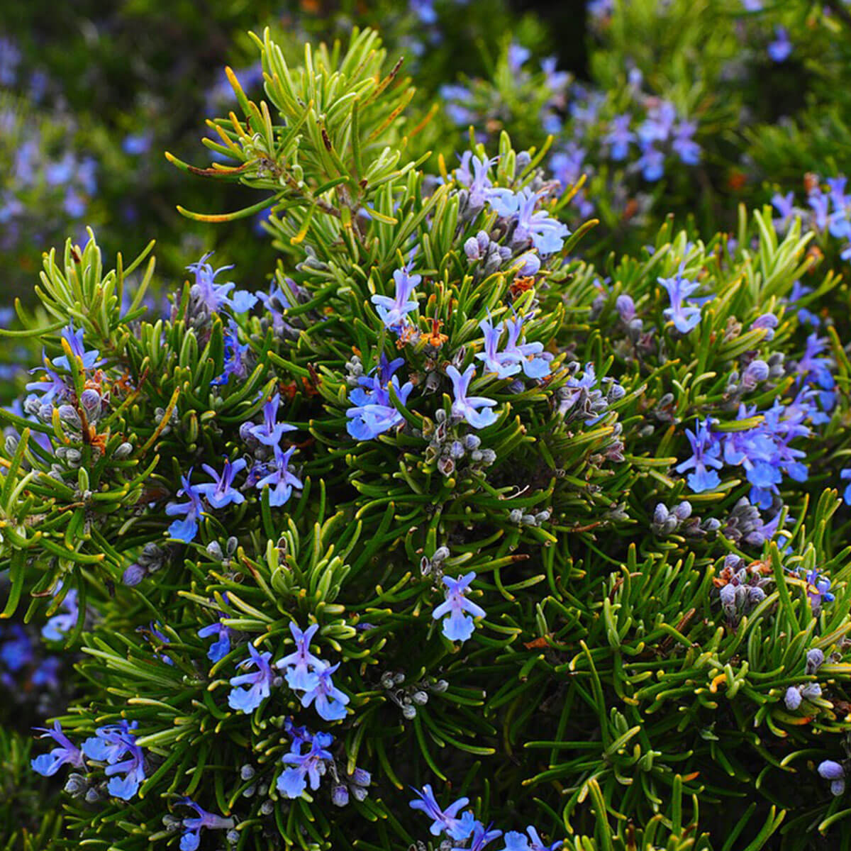many sources say rosemary is under the auspices of the sun. this makes good sense to me. rosemary is warming, drying, and moves blood in the body, connecting the parts to the whole and offering nourishment and vital energy.