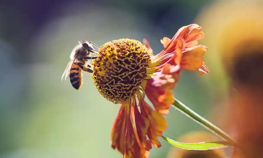 EU court upholds ban on insecticides linked to harming bees theguardian.com/environment/20… <a href="/guardianeco/">Guardian Environment</a>