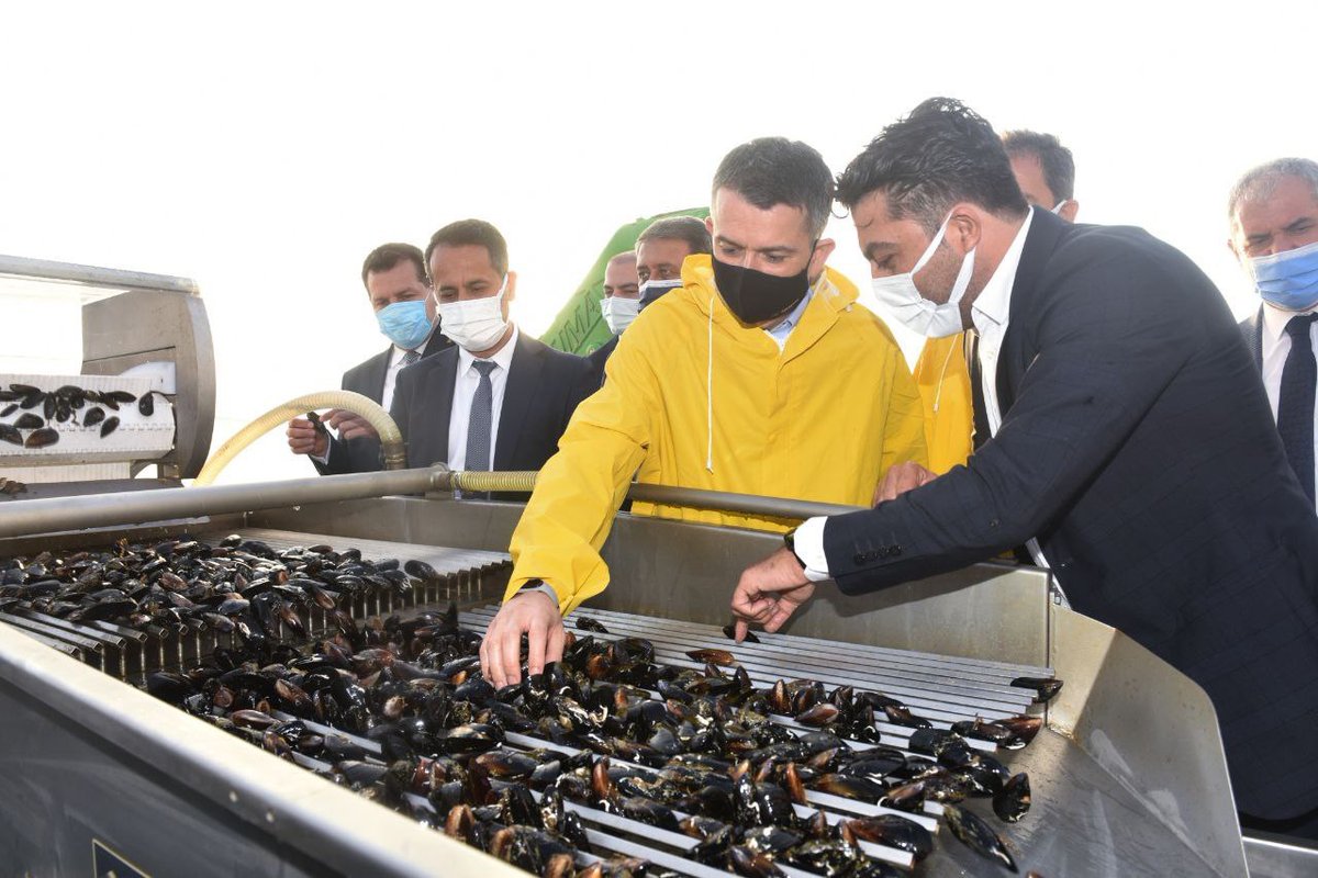 Balıkesir’de midye hasadını gerçekleştirdik. Hayırlı ve bereketli olsun.