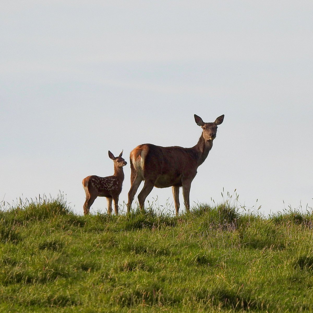 A #FlashbackFriday to calving 2020. Looking forward to the 2021 calving season starting shortly 

#reddeer #reddeerfarm #farm365 #agrichatuk #farmpics #FarmingTwitter