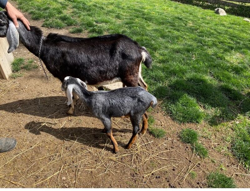 TorontoPolice's tweet image. 🐐Can you help us find and return Juniper?

The 3-month-old goat was stolen from Riverdale Farm.

👉Read more: tps.to/49828