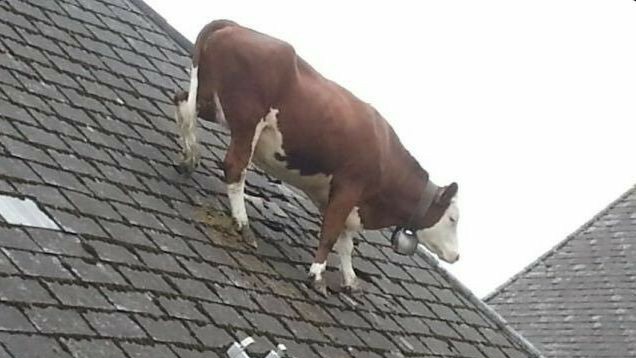 bruised_emotion's tweet photo. cows. https://t.co/gZ2c6uYrln
