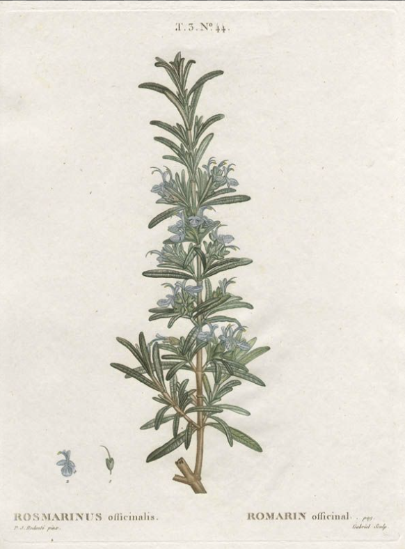 remembrance is a key rosemary word. herbalist sajah popham talks about rosemary's ability to help us tap into long-long-term memory. like, ancestor memory. erased memory. which is getting me thinking about rosemary as a solar 4th house/IC plant, plugging into the roots.