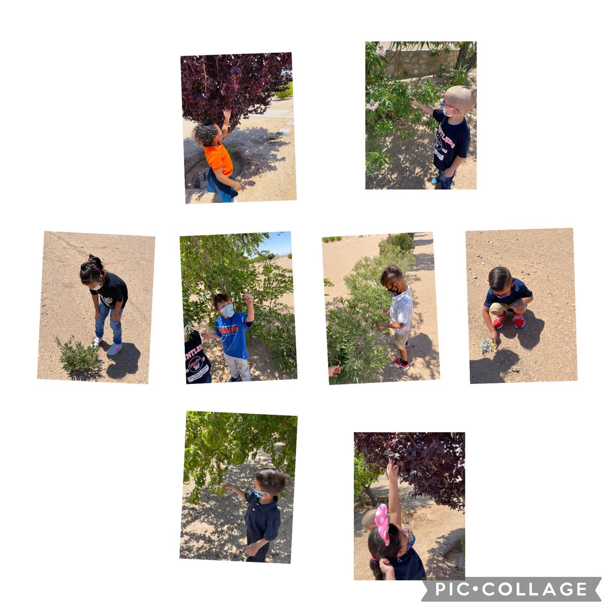 What are plant leaves like ? What a fun way to learn in our science class! In #TeamSISD we do activities that make learning engaging and fun for our students! <a href="/DSShook_ES/">Principal Chavira, Dr. Sue A. Shook Elem.</a> #Shookhasheart