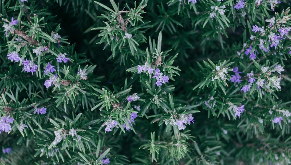 rosemary is a land plant that reminds us of the depths of the sea and that that may be where our solar heart lives. an ocean of connection that calls us, that moves the fluids in our own bodies, bodies are not only ours, an ocean living in the underworld whirlpool of the chart.