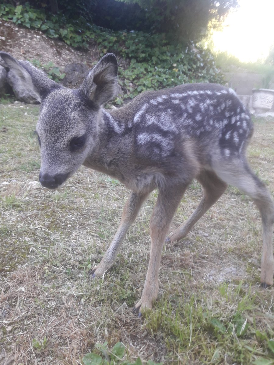 Si no hay maltrato, no hacemos nada, soltarlo o llevarlo al zoo, me dice <a href="/guardiacivil/">Guardia Civil</a> al telefono cuando aparece un bebe corzo en mi jardin. ¿En serio, <a href="/seprona/">Dani</a>?