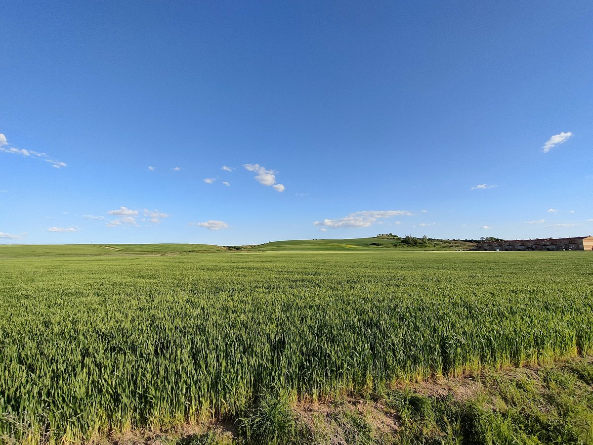 silvigm75's tweet photo. Campos verdes y cielo azul en l Armuña @tiempobrasero https://t.co/SnXKI9NKTM https://t.co/TapJWWuJbi