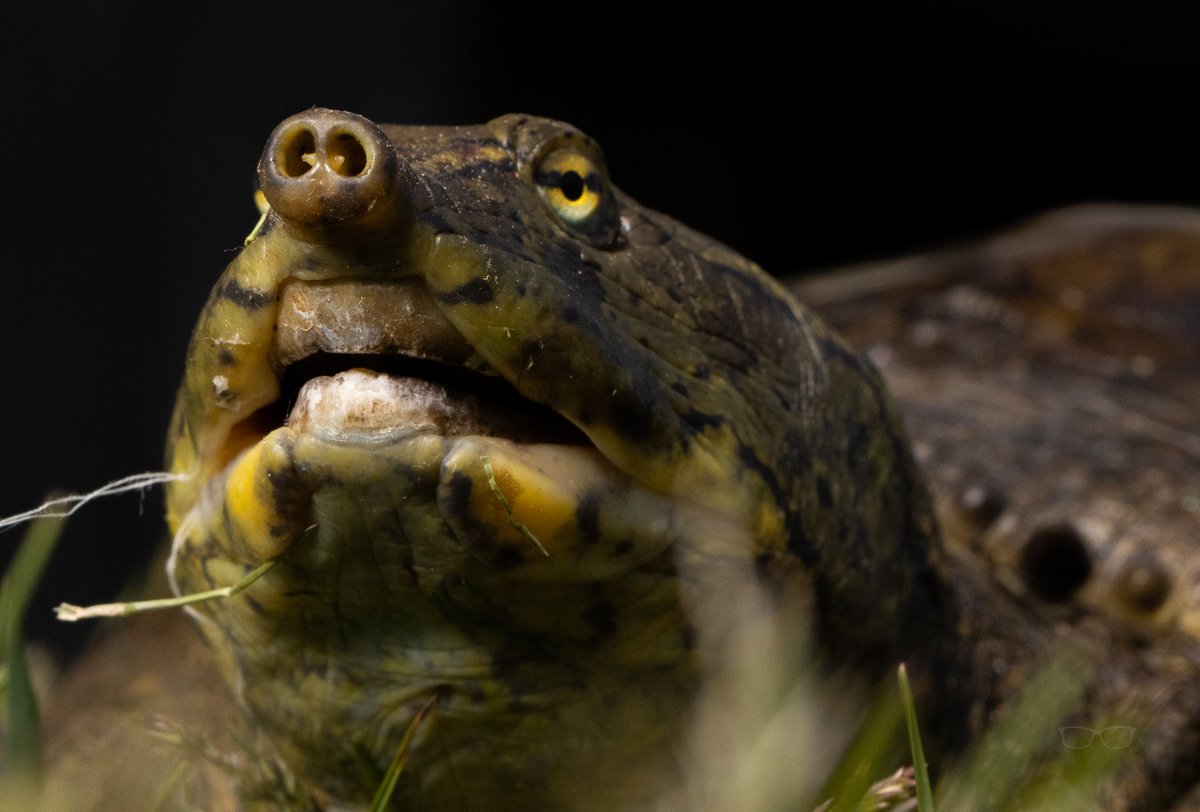 Nicholas McCarney (He/him) tweet media