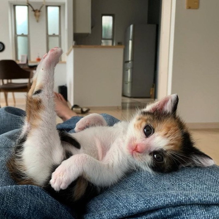 ShouldHaveCat's tweet image. 