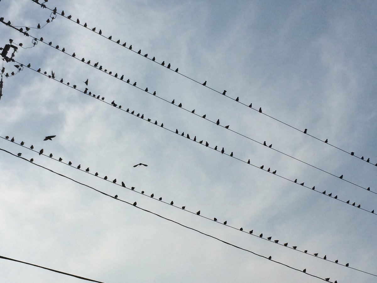 BirdsCanada_Atl's tweet image. Now that migrants are returning, you may be seeing more birds in your yard or neighbourhood. If you’d like to know what species you’re seeing but aren’t sure where to start, join the Newfoundland Breeding Bird Atlas for a beginner bird identification workshop to learn the basics!