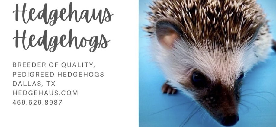 hedgehaushogs's tweet photo. Waiting list for two upcoming litters has begun. Dallas, TX. Sweetest babies ever &amp; pedigreed to ensure health. #hedgehog  #hedgehogbreeder #africanpygmyhedgehog
#hedgiesofinsta #explore #explorepage #cutie #cutepets #hedgehogmania #hedgehogbabies #babyhedgehogs #exoticpets https://t.co/3DQwEUYcK4