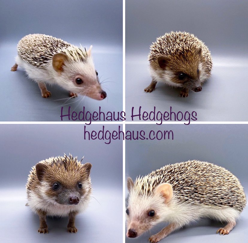 hedgehaushogs's tweet photo. Waiting list for two upcoming litters has begun. Dallas, TX. Sweetest babies ever &amp; pedigreed to ensure health. #hedgehog  #hedgehogbreeder #africanpygmyhedgehog
#hedgiesofinsta #explore #explorepage #cutie #cutepets #hedgehogmania #hedgehogbabies #babyhedgehogs #exoticpets https://t.co/3DQwEUYcK4