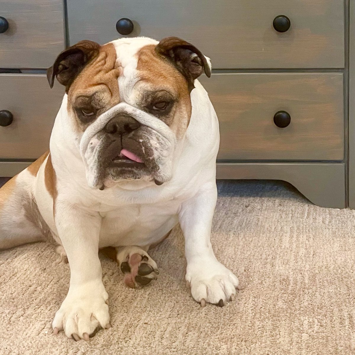 dunkin_bulldog's tweet photo. Rainy day mood 🌧 #hatepoopingintherain #spoileddogproblems #tgif #wemadeit #friyay #doggo #dogsoftwitter #dunkinthebulldog #englishbulldog https://t.co/qgc7b3f0Sj