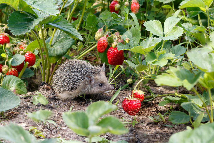  #Hedgehog fact #5Hedgehogs rely on hearing and smell because they have very poor eyesight. And even their limited sight is best in the dark as an adaption to their nocturnal lifestyle.  #hedgehogweek