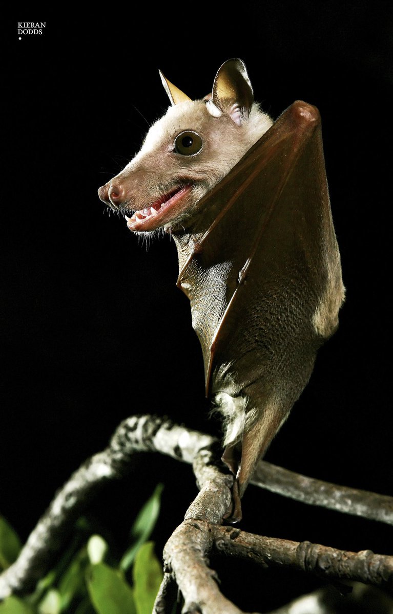 How bats see each other. 
Think about it.  🙃