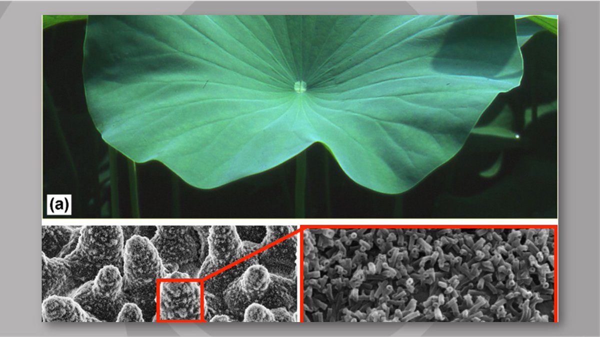 ZERO_DfAM's tweet photo. #curiosityfriday #Lotuseffetc #engineering #design #natureispiration #biomimicry #dfam #am #designforadditivemanufacturing #implicitmodeling #computationaldesign https://t.co/Vmva52VqFH