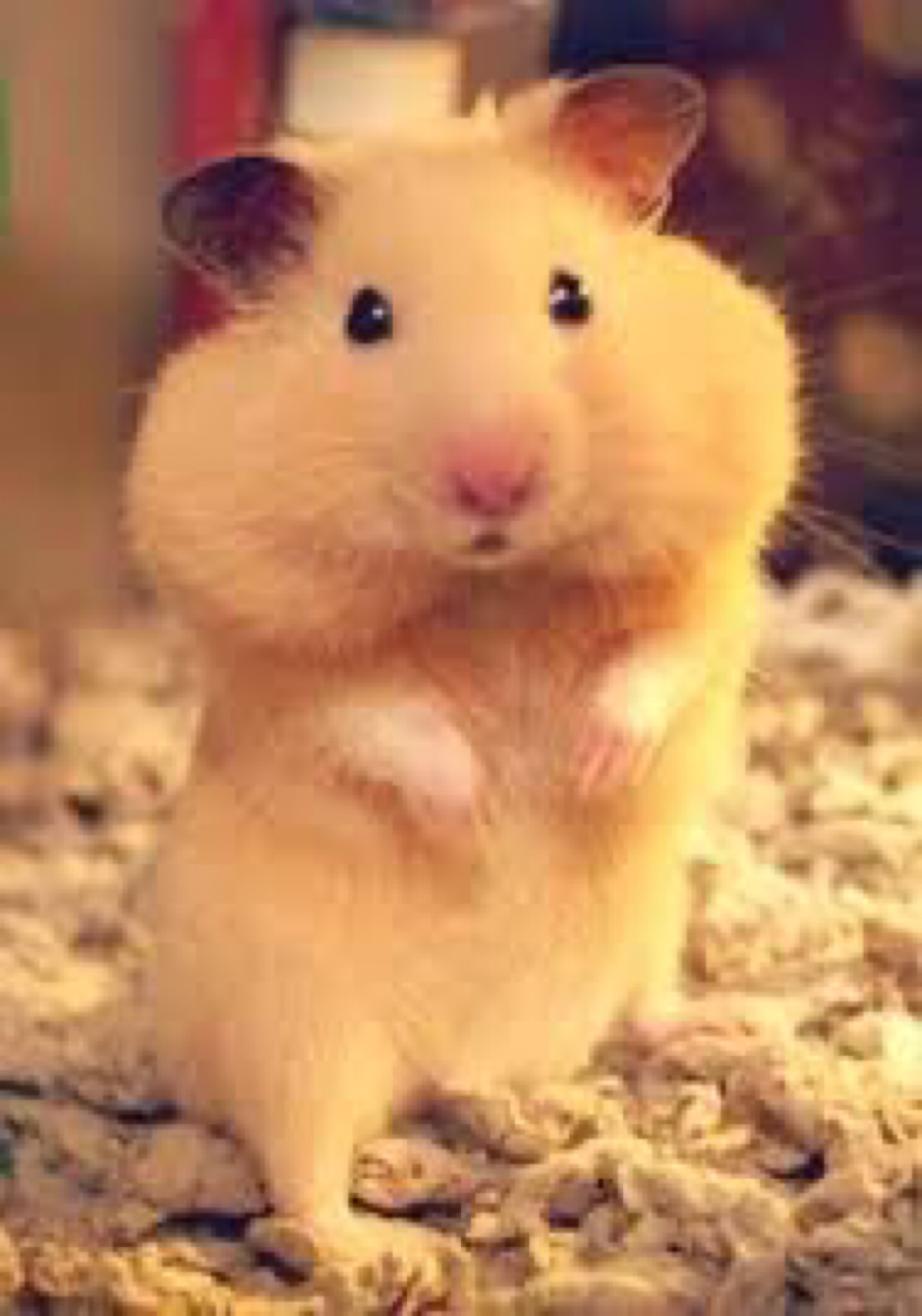 Хомяк на заставку. Азиатский хомяк. Милый хомячок. Хомячок фото. Красивый хомяк.