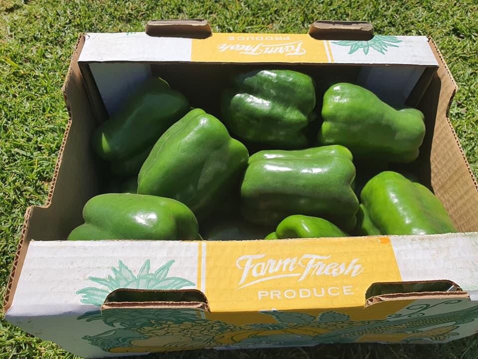 The beauty of planting your own vegetables