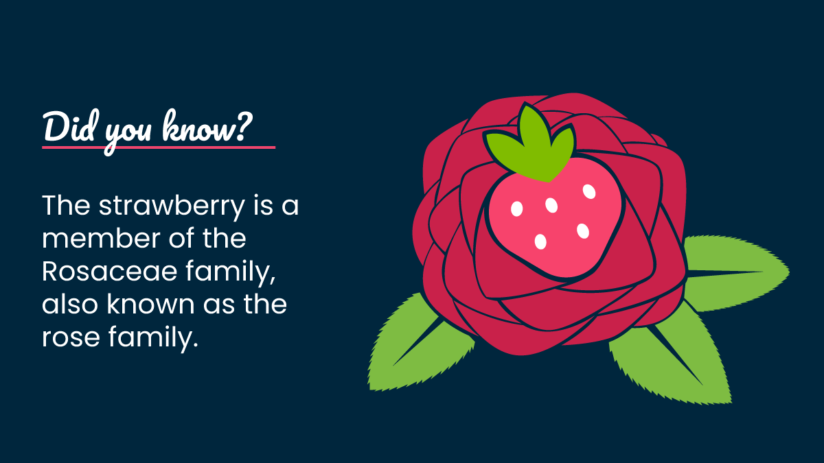 YES_Berries's tweet photo. 🌹= 🍓
#Strawberry #YESBerries #DelFrescoPure #GreenhouseGrown #Yummy #Delicious #Sweet https://t.co/PDpXuGhzFN