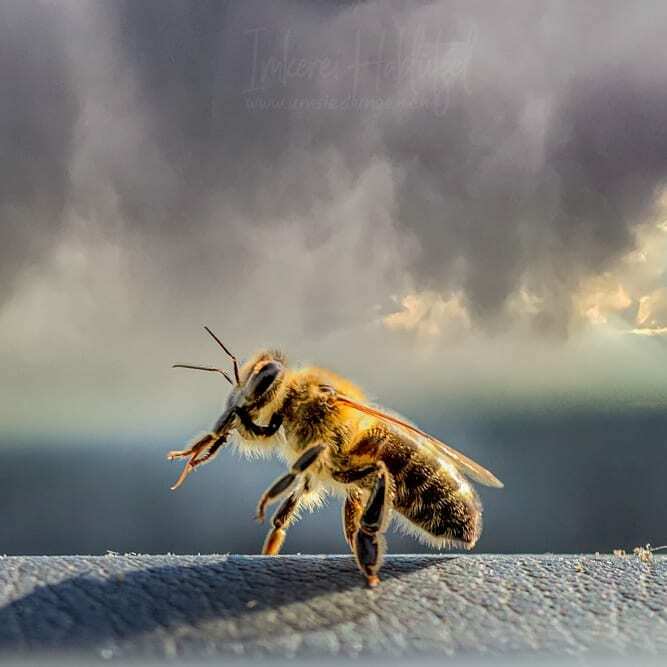 DavidHablutzel's tweet image. Ich liebe es - ich wünsche euch ein schönes Wochenende

Weitere Bilder von Honigbienen:

umsiedlungen.ch 

#macrofreaks #insta_macro #macro_turkey #insectguru #insects_of_our_world #macro_secrets #macrophotos #insectsofinstagram #beautiful_insect… instagr.am/p/COlPJWJnDuD/