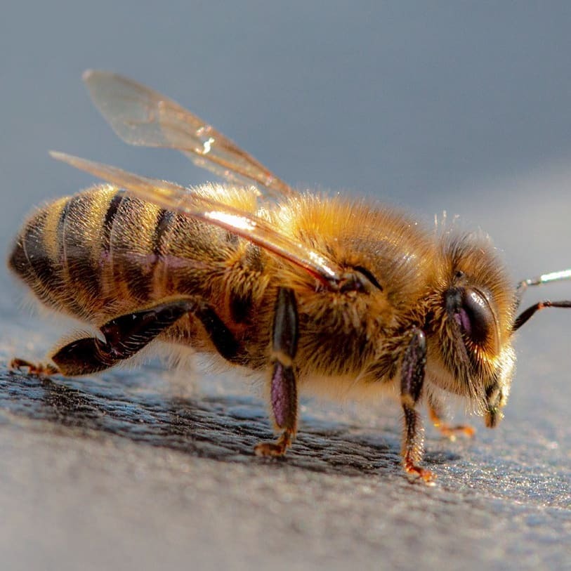 DavidHablutzel's tweet image. Ich liebe es - ich wünsche euch ein schönes Wochenende

Weitere Bilder von Honigbienen:

ift.tt/2VpslDf

#macrofreaks #insta_macro #macro_turkey #insectguru #insects_of_our_world #macro_secrets #macrophotos #insectsofinstagram #beautiful_insect… instagr.am/p/COlPTudnGWJ/