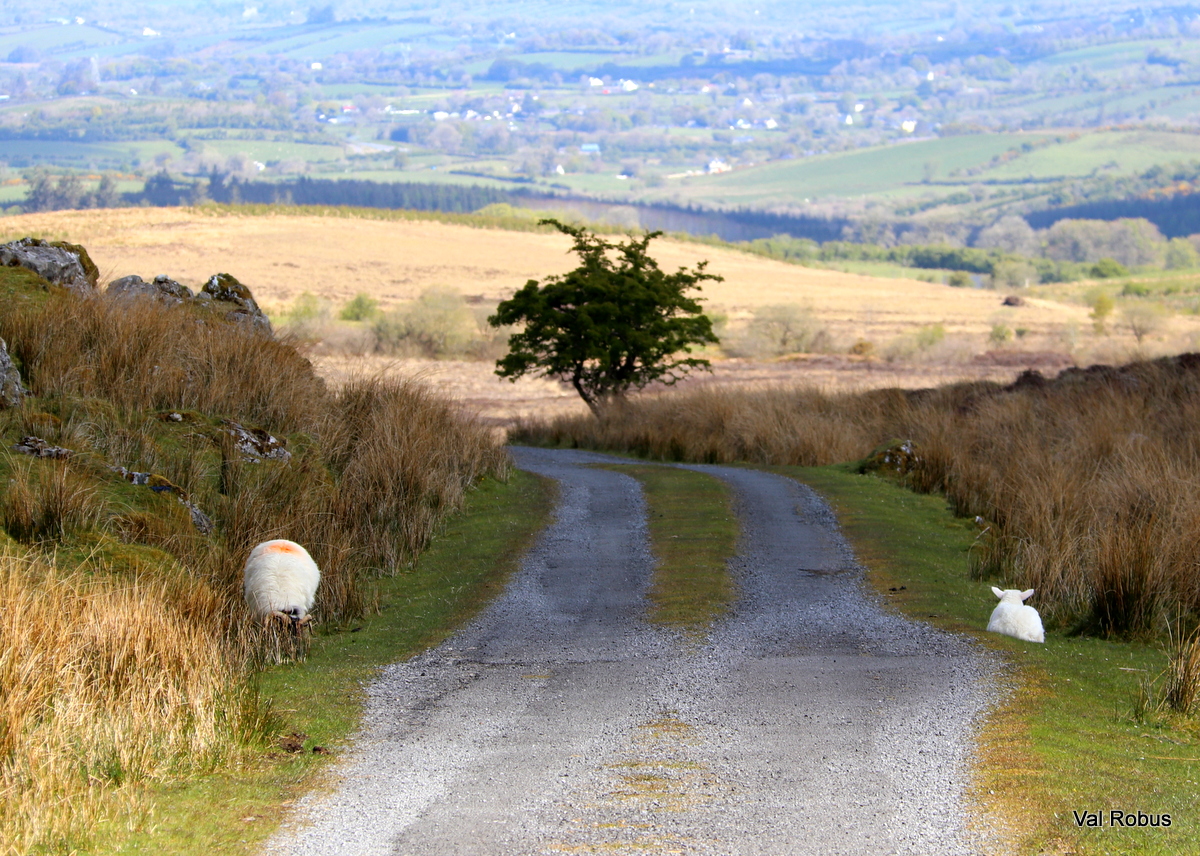 RT @magnumlady: Social distancing Sligo style https://t.co/Qw1t3EDEf9