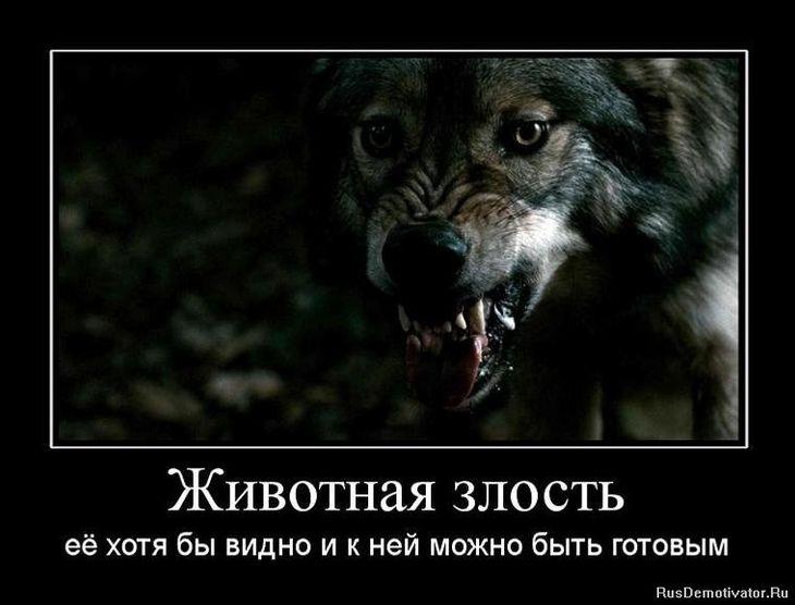 Нет зверя страшнее чем человек. Волк демотиватор. Волк злость. Статусы про злость.