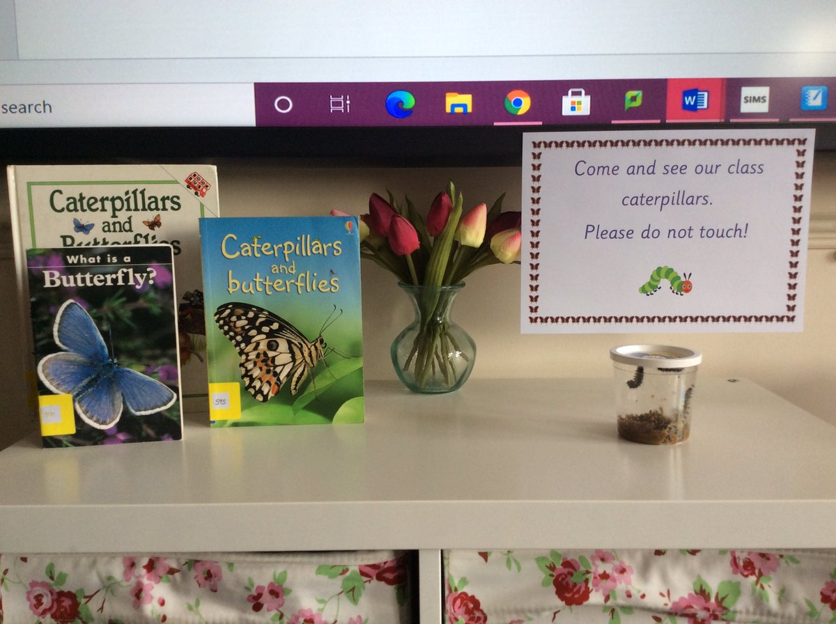 MissG5G's tweet photo. Named our five caterpillars today, my class are so cute! Fingers crossed our sunflowers keep growing :) https://t.co/ht6mR6KQg5
