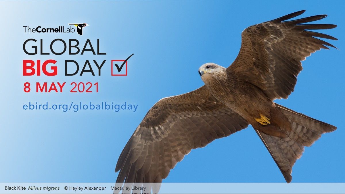 It's time for #GlobalBigDay! Will you be a part of a new world record? Go #birding on 8 May, #eBird what you find, and see what birders around the world can accomplish together. bit.ly/3nzm98V #nature #wildlife #birds #bird #BirdTwitter