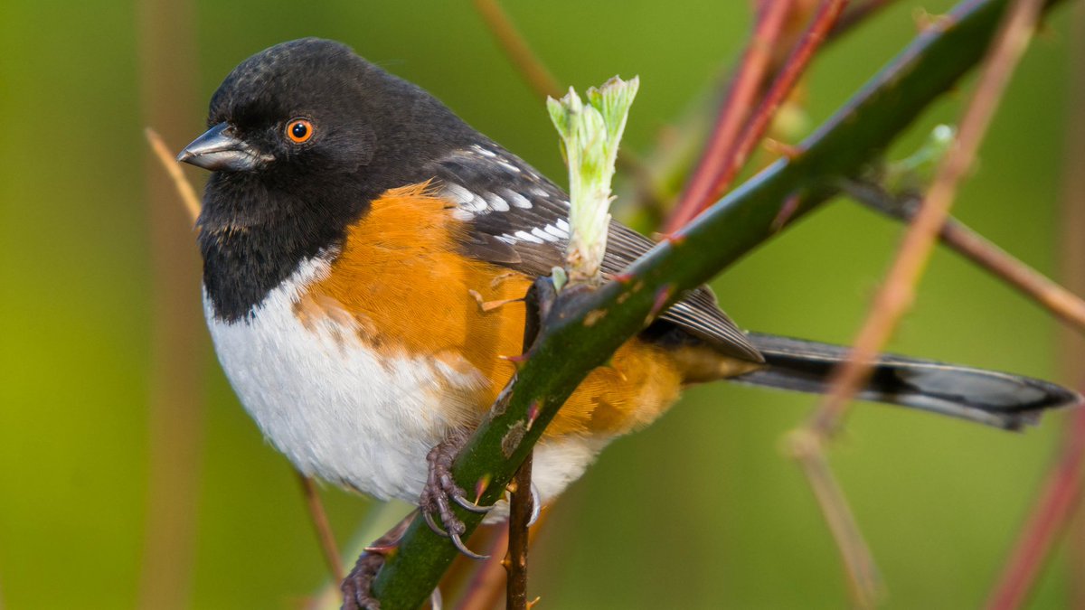 Join @StanleyParkEco and bird lovers everywhere in celebrating 10 years of @VanBirdCeleb! The feathery fun kicks off May 8 with a calendar of #VanBirdParty activities led by bird enthusiasts across the region. More info: ow.ly/gAQv50EHCZT