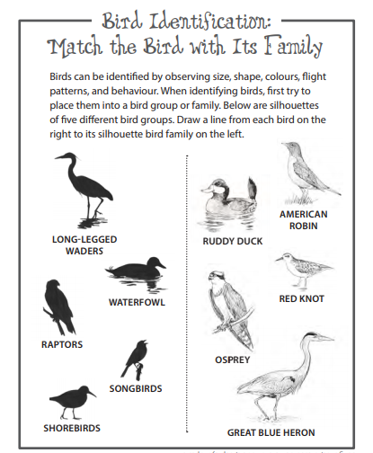 #WorldMigratoryBirdDay is marked on the second Saturday of May each year, the peak of spring migration in southern Canada.

Image excerpted from <a href="/NatureCanada/">Nature Canada</a>'s Junior Birder Journal &amp; Activity Book, available for free in both official languages here: birdday.ca/discover