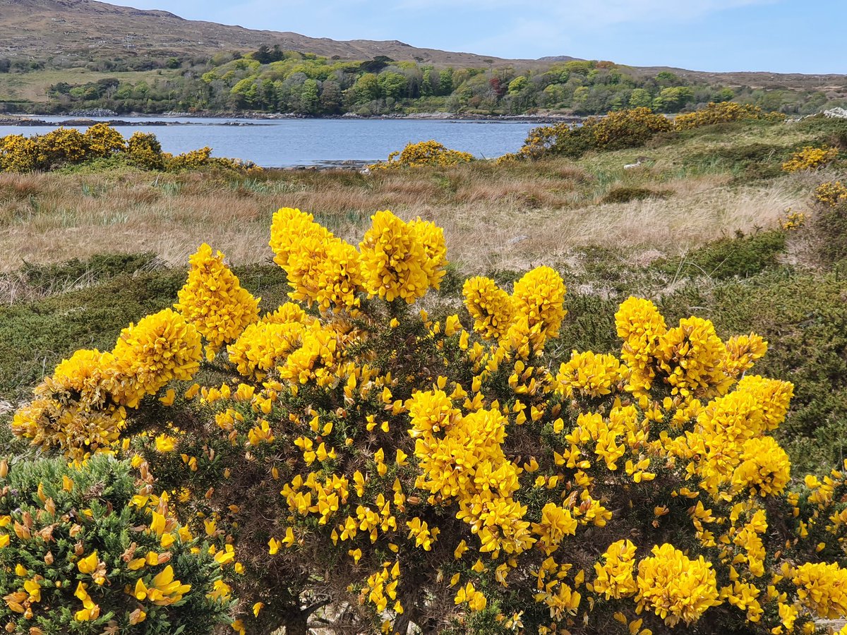 gardenngather's tweet photo. Todays #SpeciesADay brightens up the landscape and on warm days  the coconut smell is just gorgeous.
Its official nqme is Gorse (Ulex Europaeus) agus Aiteann as #Gaeilge  but I grew up calling it Furze  #wildflowers
@BioDataCentre #Connemara https://t.co/JFtinUr4EK