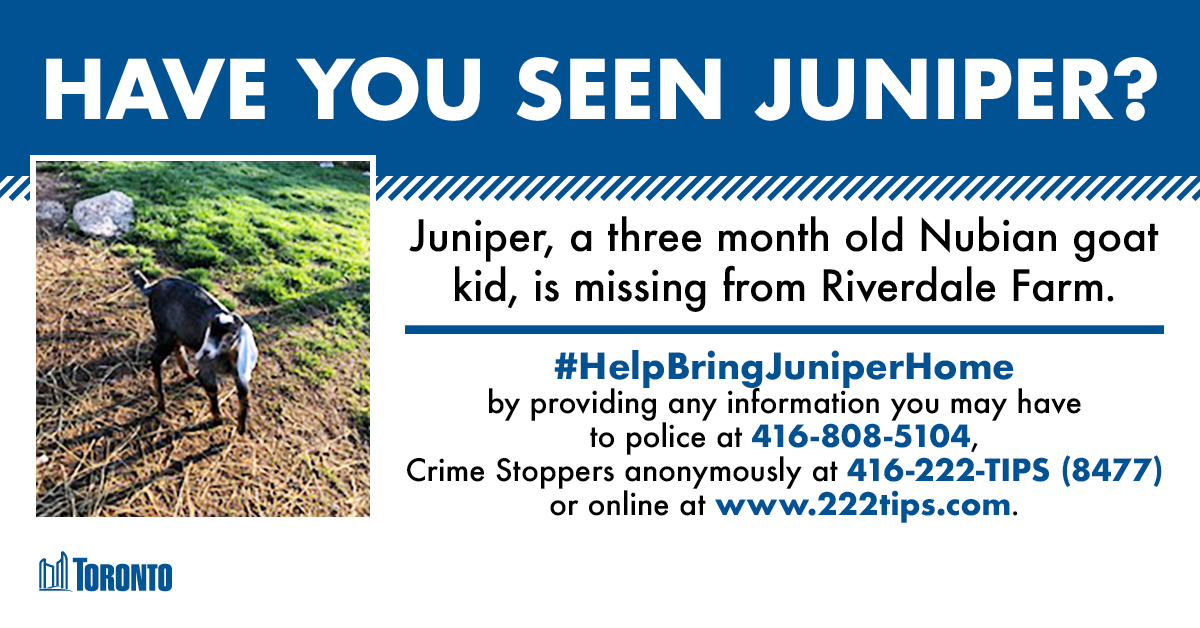 680NEWS's tweet image. #UPDATE: The City of Toronto has released graphics to help locate Juniper, a missing 3-month-old goat that went missing Thursday. 
680news.com/2021/05/07/tor…