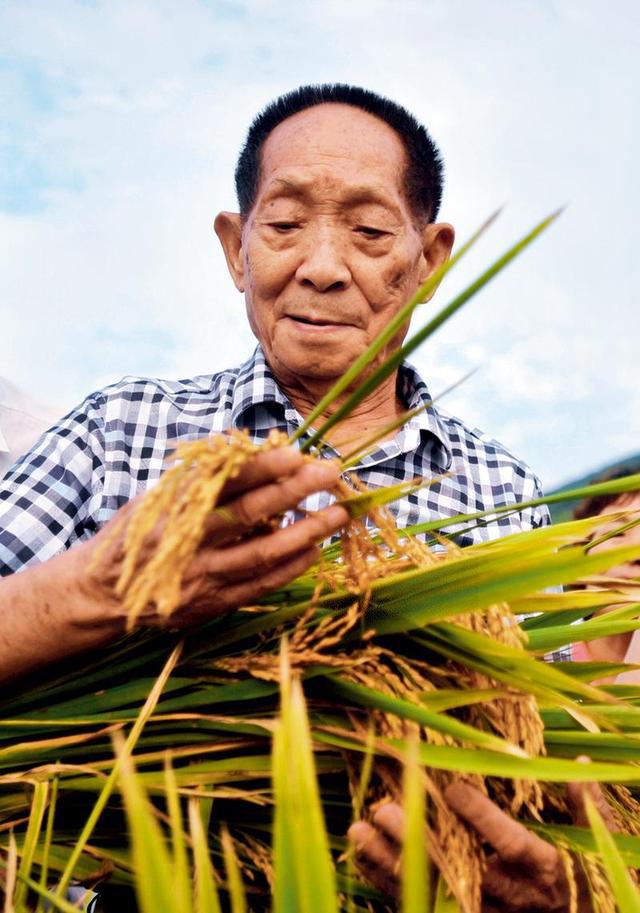 zlj517's tweet image. #YuanLongping was known for developing the first hybrid rice in the 1970s. Hybrid rice has since been grown in dozens of countries in Africa, America, and Asia.