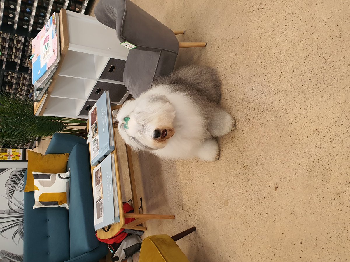 We are a bit starstruck today. The @duluxuk dog was in @Homebase_uk Cheltenham. 😁