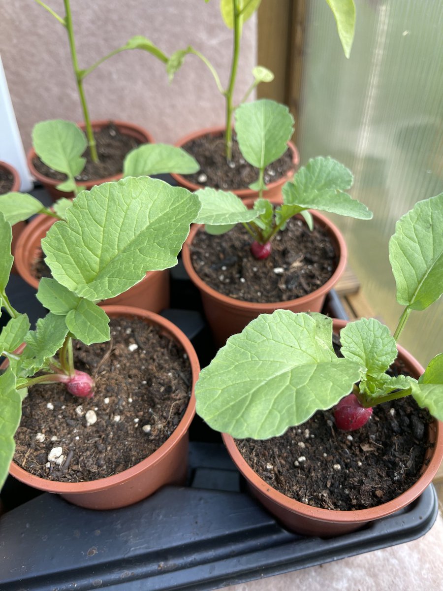 garden_escape's tweet photo. I’ve been ill this Spring so for the first time in adult life I’ve had the time to properly sow seeds and watch them grow. Never grown radish before and my heart bursts when I peek in the greenhouse and see those gorgeous red bulbs swell #radish #gyo #garden https://t.co/YI3ZiVvTm7