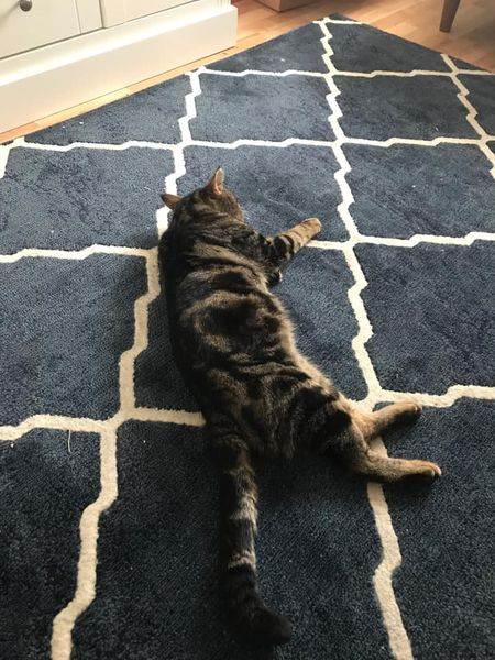 CatsMissing's tweet photo. #FindGatsby Male #LostCat Vanished 9/2/21 Mileoak Rd Portslade/Mileoak area #Brighton #BN41
Brown & Black Tabby
8 years old #MissingCatsUK
Sighted Mileoak Rd 2 weeks after vanished
Locals🙏Check Gardens/Sheds/Garages/Behind Walls, Fences
FB➡️https://t.co/5Fpmxri4Cn
#Caturday https://t.co/UYvtaIkuhb