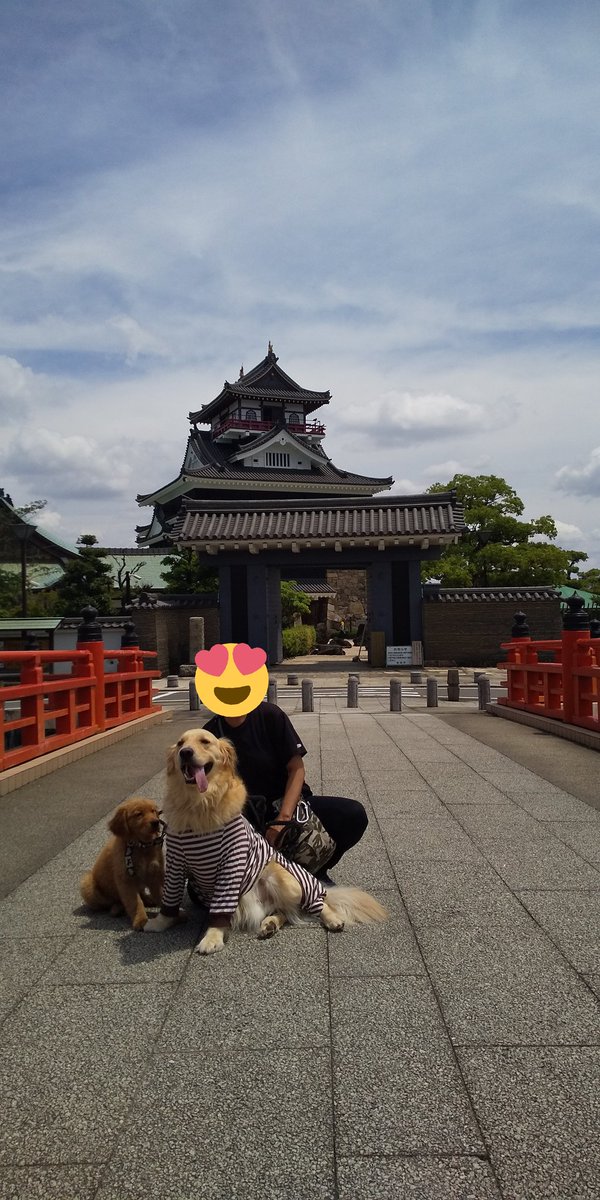 進撃の大型犬 tweet media