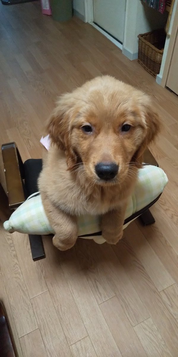 進撃の大型犬 tweet media