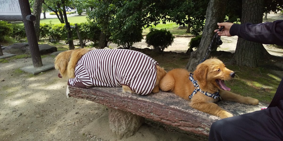 進撃の大型犬 tweet media