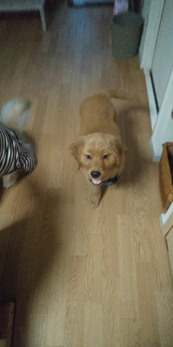 進撃の大型犬 tweet media