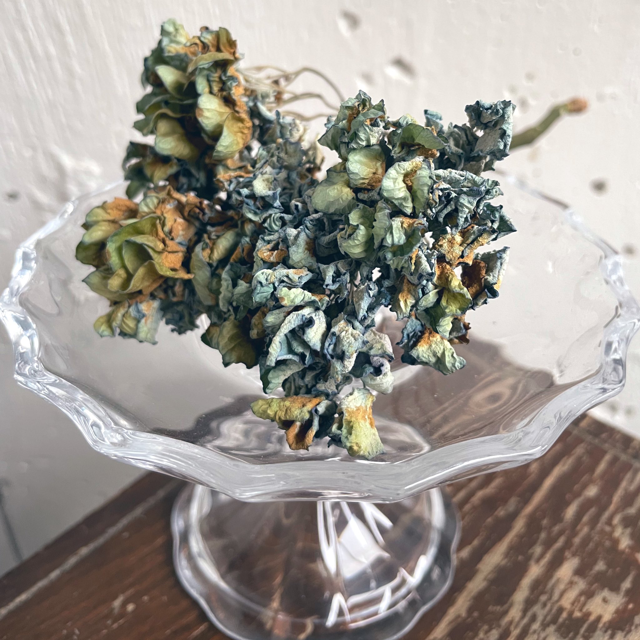 井嶋ナギ 楽しみにしていた紫陽花が届いて 気持ちがすこし華やいだ 覆輪やグラデーションが幻想的な アデュラ まだ咲き初めで経過が楽しみな 西安 あじさい ハイドランジア Hydrangea 紫陽花日誌 T Co Xrypeyb50i Twitter