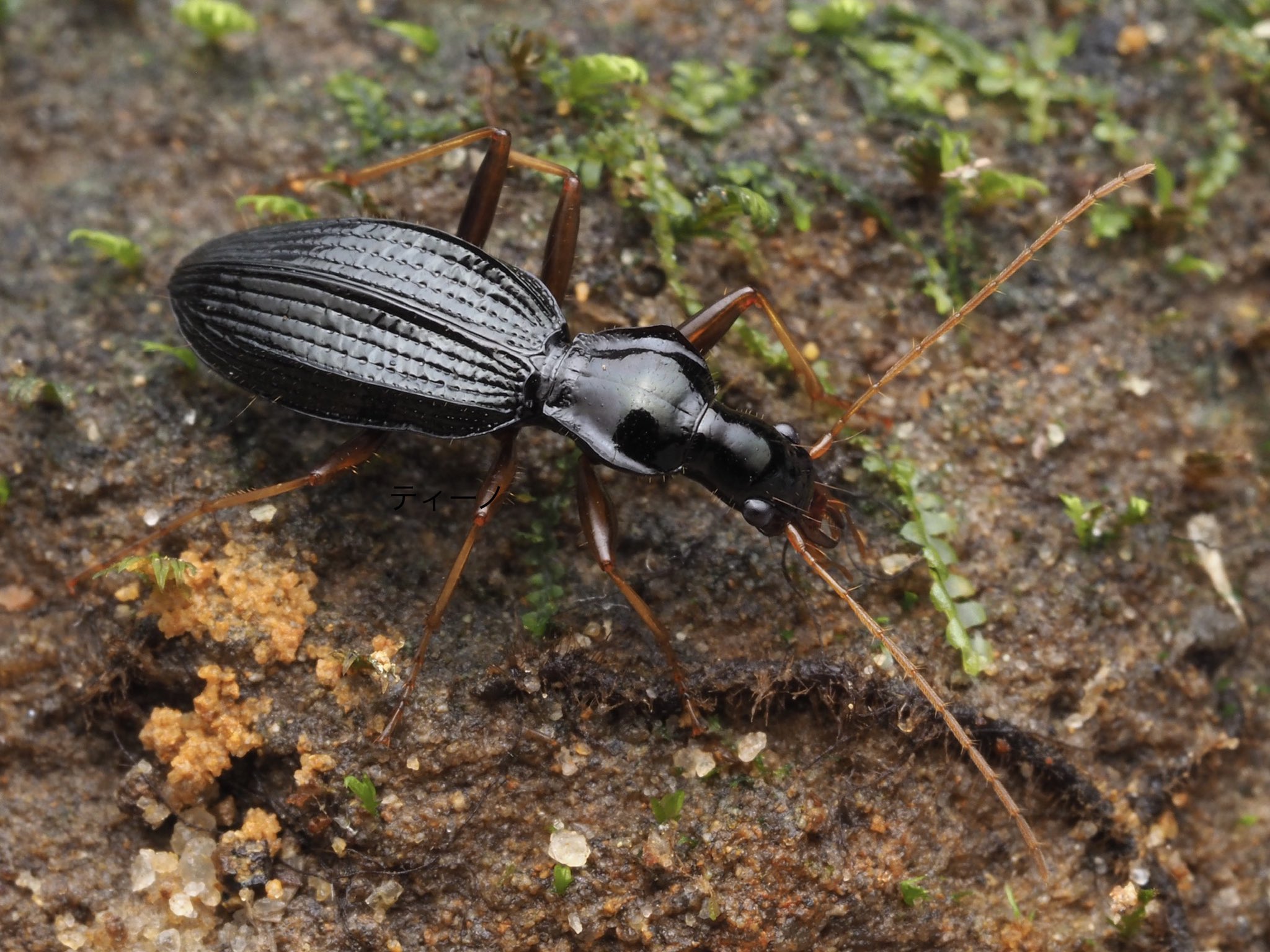 デカい！異様な大きさのパイザラゴミムシ 昆虫館Bar Species on X: 