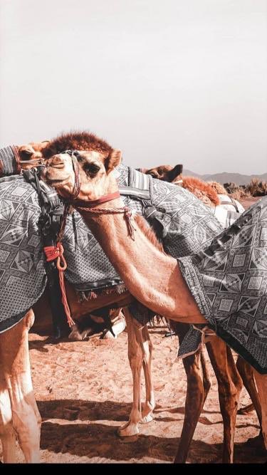 حكايه المبعثرة✨ tweet media