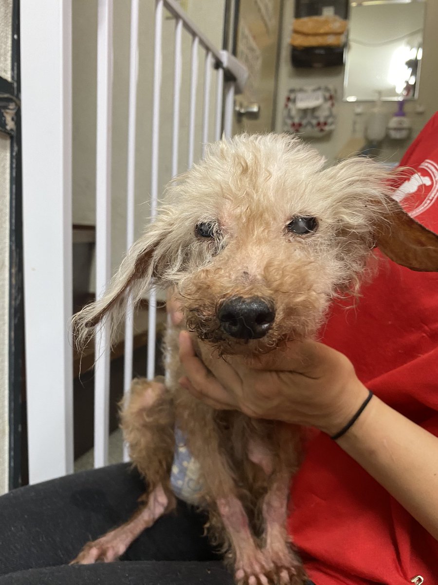 保護犬カフェ 西八王子店 新メンバーのつむぎちゃん とってもガリガリな状態で保護されました 力もなくぷるぷる震えています しばらく点滴が必要ですが嫌がらず頑張ってくれています たくさん食べて元気になって幸せになろうね 保護犬 保護犬カフェ 西八王子店 新メンバーのつむぎちゃん とってもガリガリな状態で保護されました 力もなくぷるぷる震えています しばらく点滴が必要ですが嫌がらず頑張ってくれています たくさん食べて元気になって幸せになろうね 保護犬