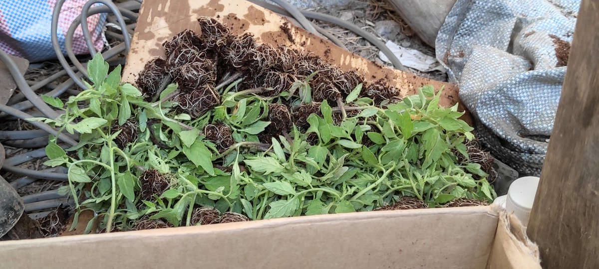 bantuAg's tweet photo. Other than Kienyeji Veggies, these are Next in line, Planting today! 
Obviously mbolea inatumika ni @YaraKenya. After this we will planting
-Strawberries
-Leek
-Broccoli 🥦
-Cauliflower
-Celery 
-Lettuce
-Capsicum
-Spinach
-Curly Kale
-Butternut 
-Pumpkin 🎃

Back to work https://t.co/FeprUV4HEh