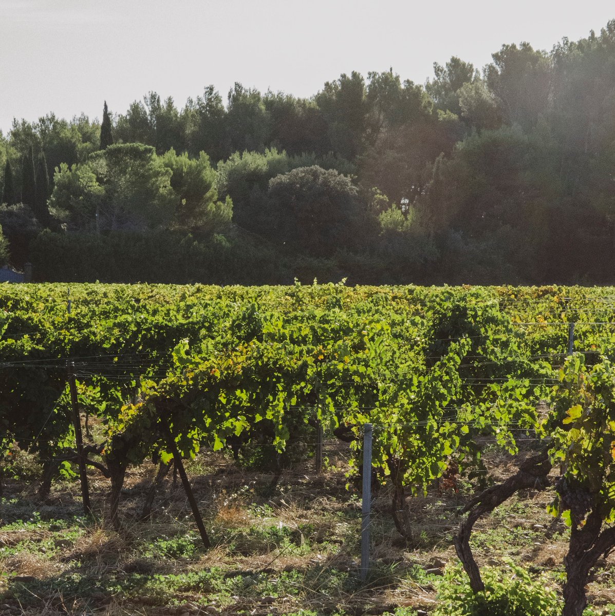 Oé, le bien par le bon ! tweet media
